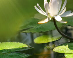 Seerose Seerose
