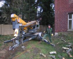 Baumfällung Baumfällung